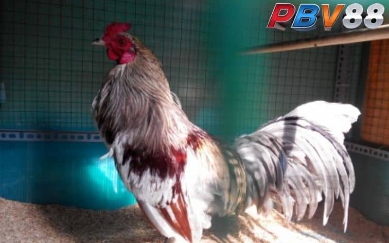 Gà chuối mạng Mộc thuộc dòng chiến kê đẳng cấp Gà chuối mạng Mộc thuộc dòng chiến kê đẳng cấp
