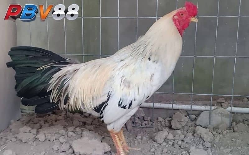Gà chuối sở hữu bộ lông vàng và có khả năng chiến đấu tốt Gà chuối sở hữu bộ lông vàng và có khả năng chiến đấu tốt