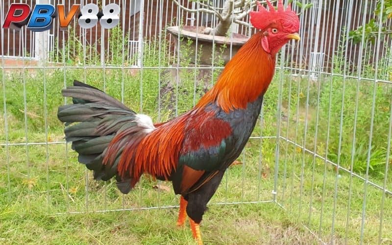 Gà điều thuộc nhiều màu mạng tuỳ vào màu lông Gà điều thuộc nhiều màu mạng tuỳ vào màu lông