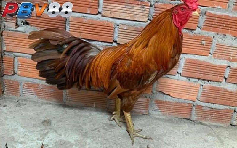 Gà khét chân xanh có tốc độ ra đòn nhanh Gà khét chân xanh có tốc độ ra đòn nhanh