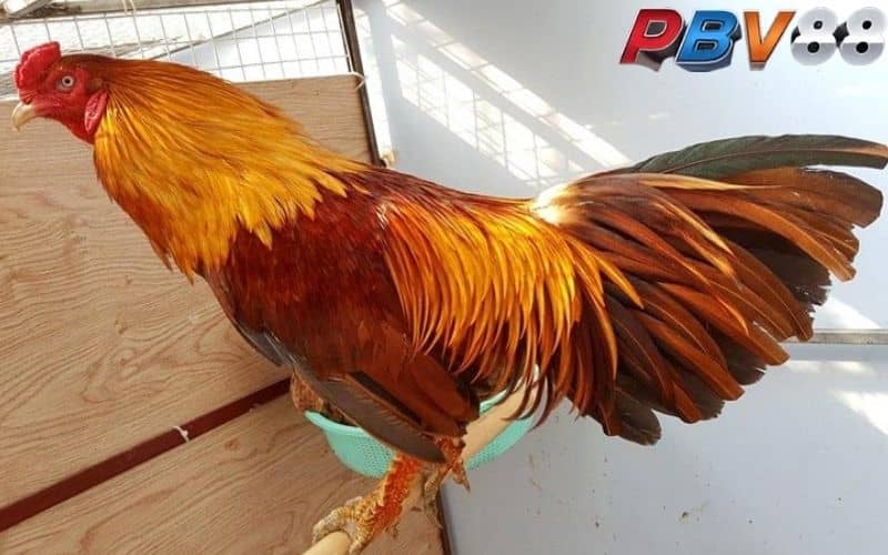 Gà khét có bộ lông màu đỏ pha chút nâu vàng Gà khét có bộ lông màu đỏ pha chút nâu vàng