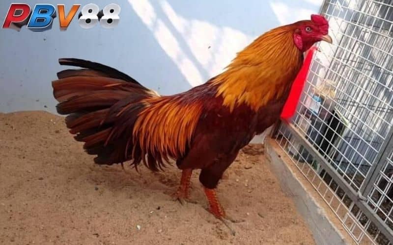 Gà khét đỏ có khả năng chiến đấu đáng gờm Gà khét đỏ có khả năng chiến đấu đáng gờm
