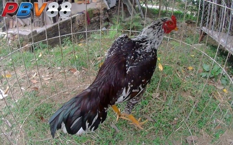 Gà tía sở hữu sức mạnh và độ bền về thể lực