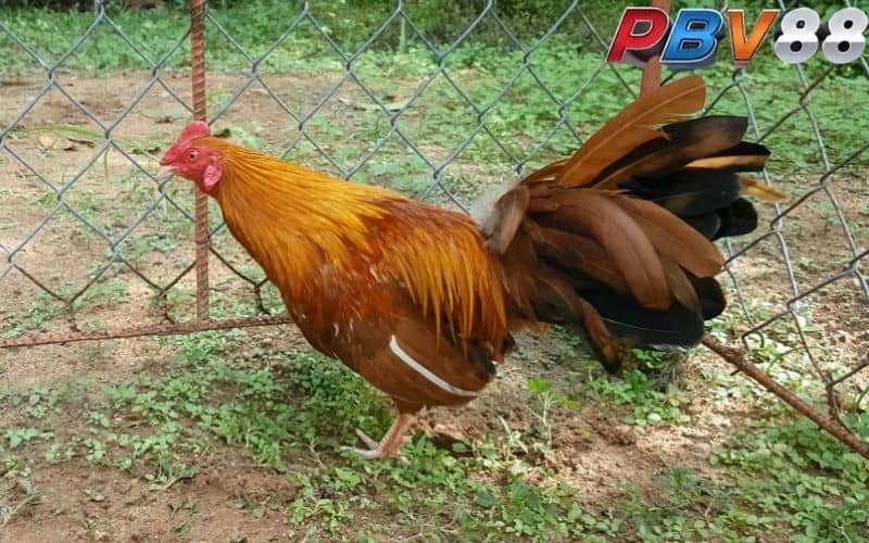 Màu mạng gà khét cũng là yếu tố quan trọng khi thi đấu Màu mạng gà khét cũng là yếu tố quan trọng khi thi đấu