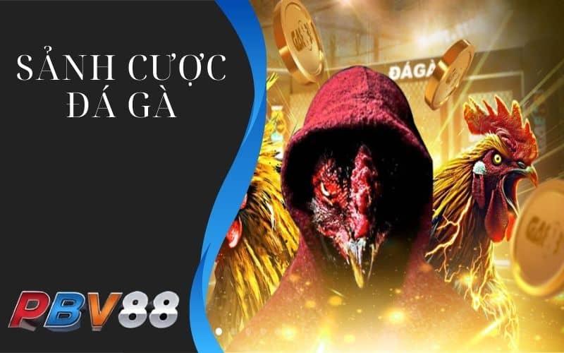 Đá gà PBV88 mang đến 3 sảnh cược uy tín Đá gà PBV88 mang đến 3 sảnh cược uy tín